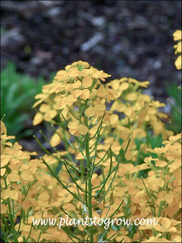 Sometimes the bright yellow cultivar Erysimum Citron Yellow will have an orange-yellow color. (May 9)